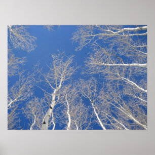Póster Árvores de Aspen Inverno
