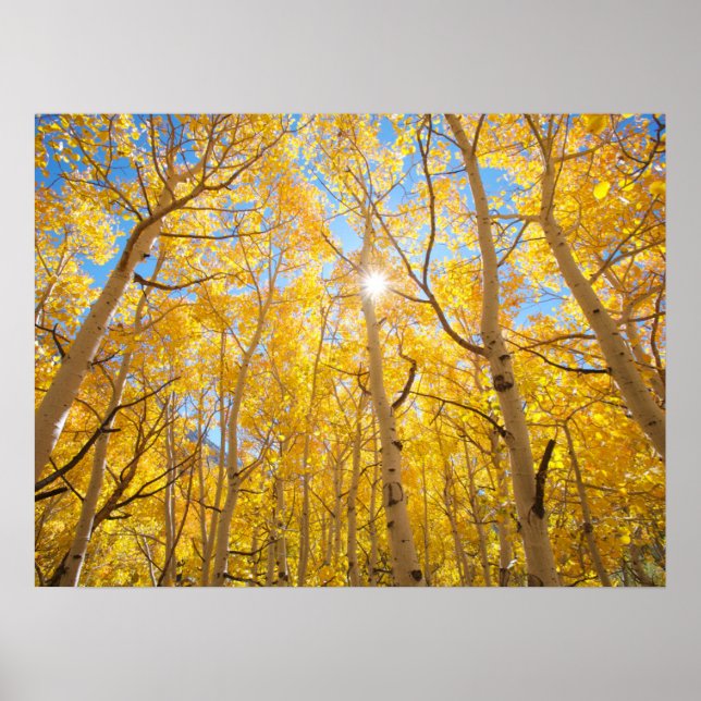 Poster Árvores de Aspen | Montanhas Sierra Nevada, CA (Frente)