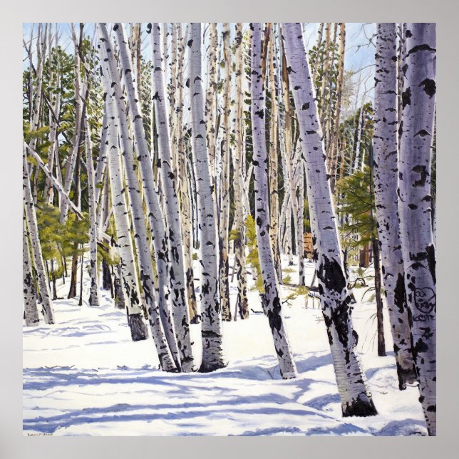 Poster Árvores de Aspen na Floresta (Frente)