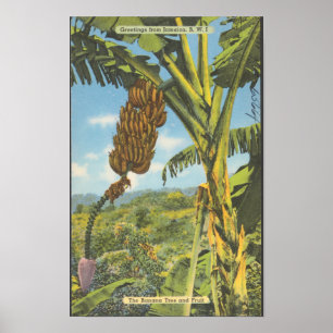 Poster Árvores de Banana da Jamaica Viagem Vintage