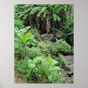 Póster Árvores de Banana Selvagens