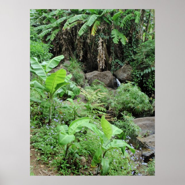 Póster Árvores de Banana Selvagens (Frente)