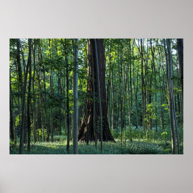 Poster Árvores de Bétula e Faia com Árvore Redwood (Frente)