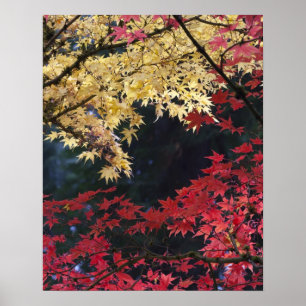 Poster Árvores de bordo em cor de outono