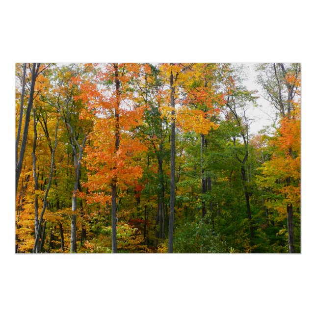 Póster Árvores de Bordo Outono Fotografia da Natureza (Frente)