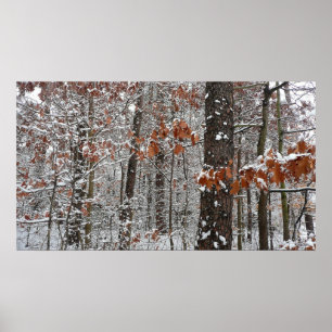 Poster Árvores de carvalho cobertas por neve Fotografia 