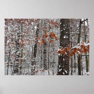 Poster Árvores de carvalho cobertas por neve Fotografia 