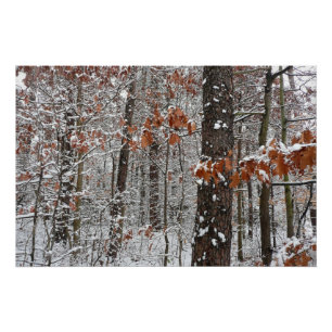 Póster Árvores de carvalho cobertas por neve Fotografia 