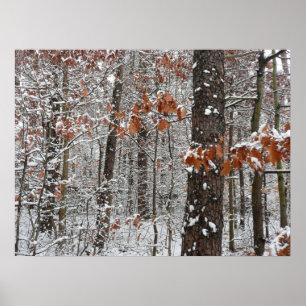 Poster Árvores de carvalho cobertas por neve Fotografia d