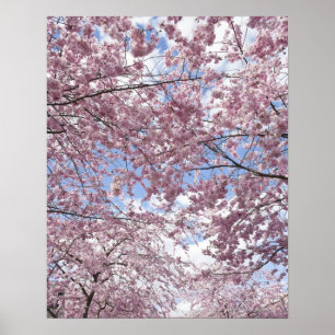 Póster Árvores de cereja na flor