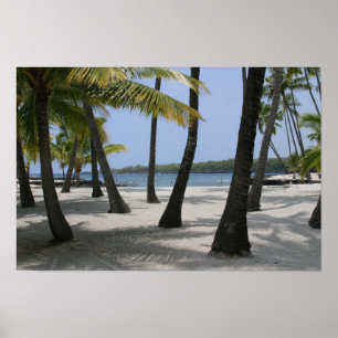 Poster Árvores de coco no lugar do refúgio, Havaí -