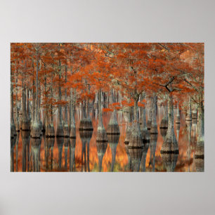Póster Árvores de Cypress George Smith State Park, Geó