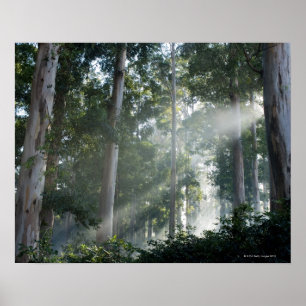 Póster Árvores de goma (eucalipto) na floresta tropical