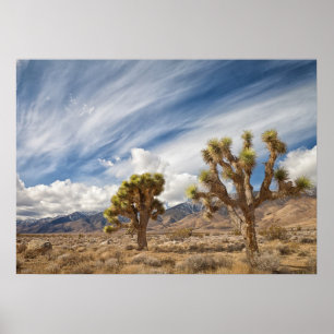 Poster Árvores de Joshua no deserto