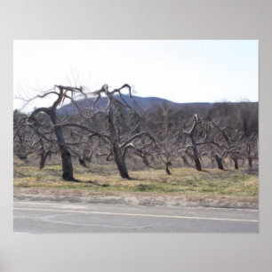 Póster Árvores De Maçã Em Pintura Fotográfica De Óle