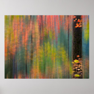 Poster Árvores de Mapeamento   Silver Falls State Park