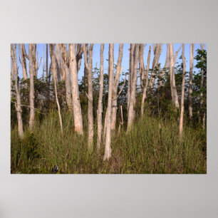 Poster Árvores de Melaleuca nos marismas