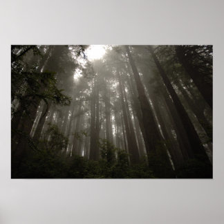 Póster Árvores de Mistério