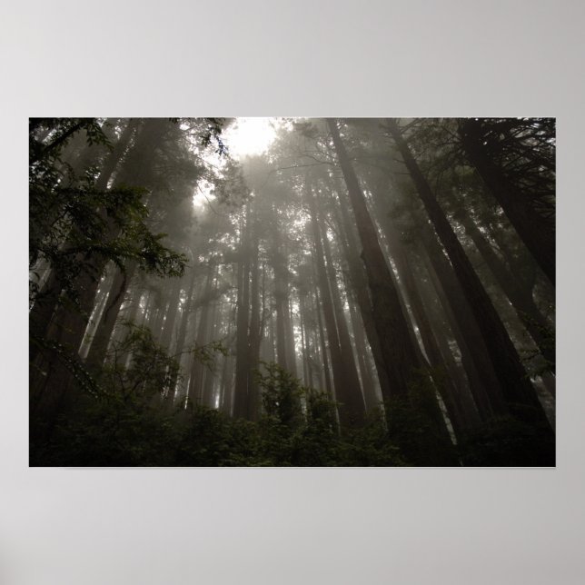 Póster Árvores de Mistério (Frente)