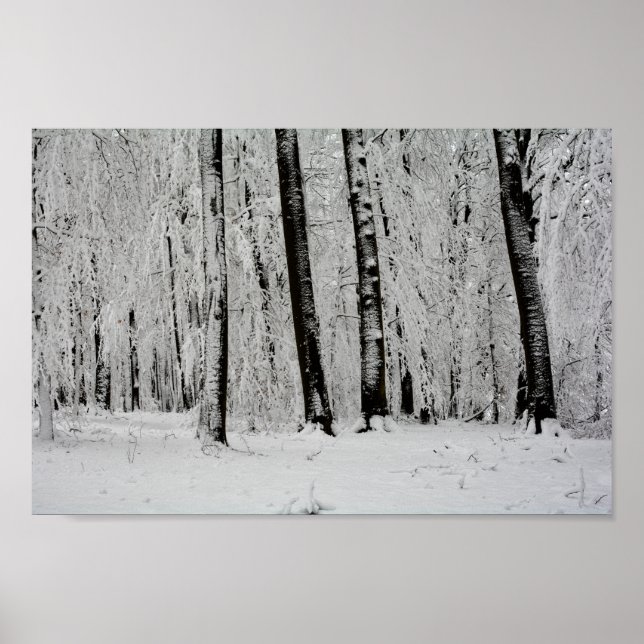 Poster Árvores de Neve do inverno - - (Frente)