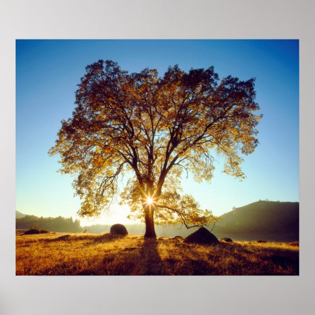 Póster Árvores de Oak Pretos | Floresta Nacional de Cleve (Frente)