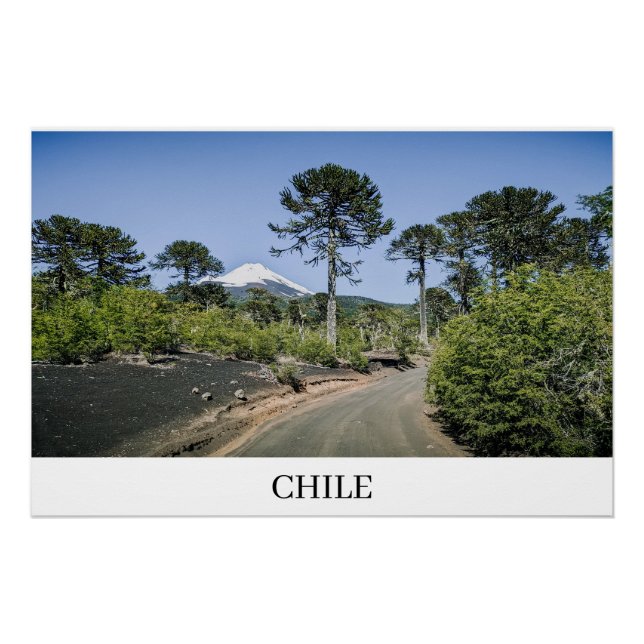 Póster Árvores de pinheiro-manso perto de vulcão no Chile (Frente)