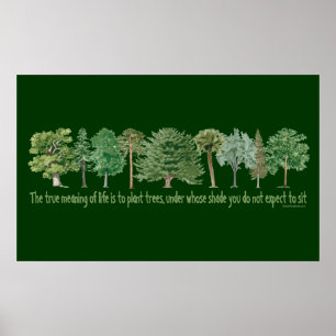 Póster Árvores de Plantas
