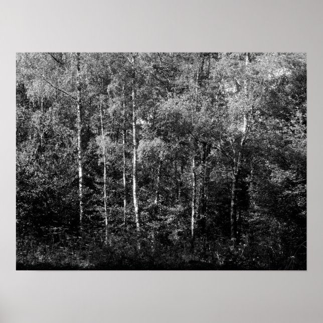 Poster Árvores de Prata - B&W (Frente)