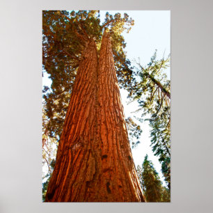 Poster Árvores de Sequoia Casal Fiel, Yosemite