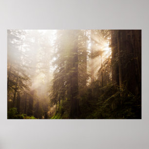 Póster Árvores de Sequoia em Nevoeiro da Manhã com Raio