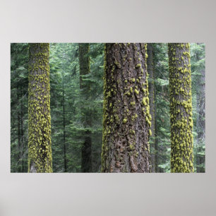 Poster Árvores de sequóia gigante na floresta, Sequoia e