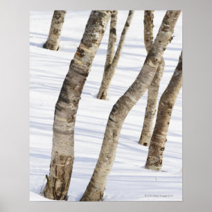 Póster Árvores de vidoeiro de prata na paisagem nevado