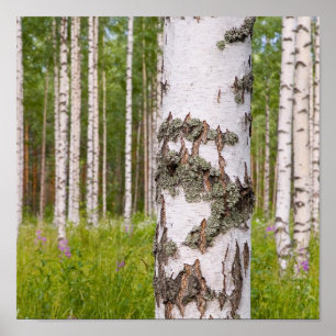 Poster árvores de vidoeiro em florestas finlandesas