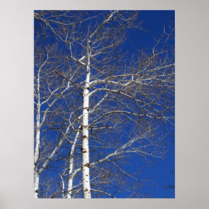 Póster Árvores de vidoeiro no azul