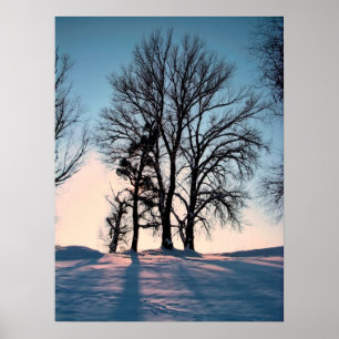 Poster Árvores do inverno no fundo crepuscular do céu