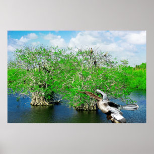 Poster Árvores dos manguezais & Anhinga, marismas de