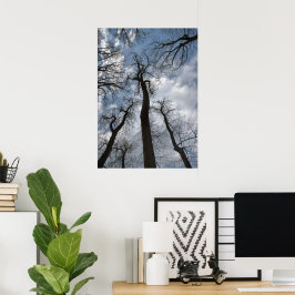 Poster Árvores Dramáticas de Tulipa Liriodendron Céu Azul