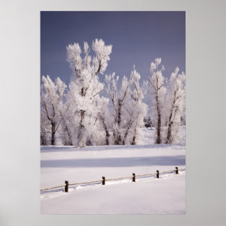 Póster Árvores e cerca cobertas pela geada, Colorado
