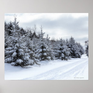 Póster Árvores e estrada verdes na neve