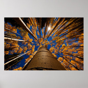 Poster Árvores em Flagstaff, Arizona (Picos de São Franci