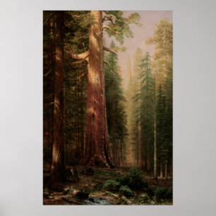 Poster Árvores Excelentes, Mariposa Grove, CA por Biersta