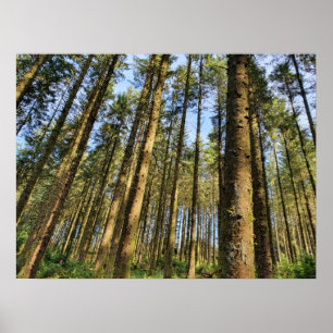 Poster Árvores Florestais