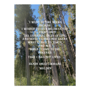 Póster Árvores Forest Thoreau