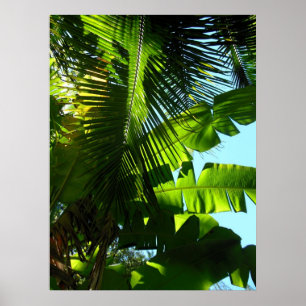 Poster Árvores havaianas da banana e de coco