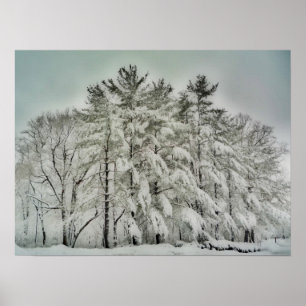 Póster Árvores HDR   da neve