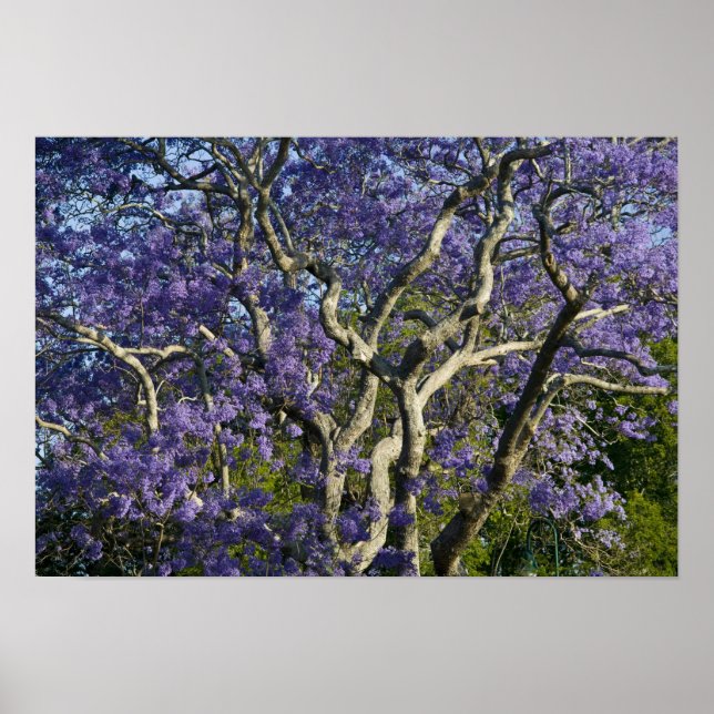 Póster Árvores Jacaranda em Floração no Parque New Farm,  (Frente)