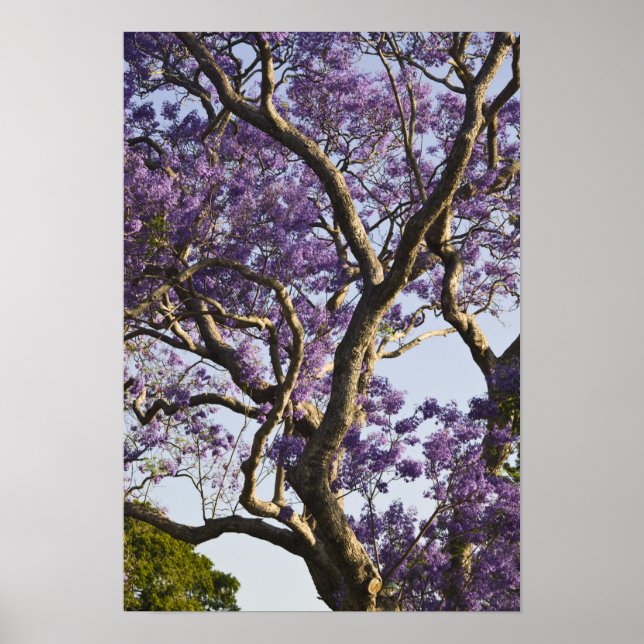 Póster Árvores Jacarandá Floridas no Parque New Farm, (Frente)