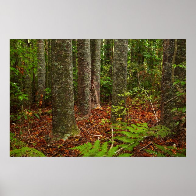 Poster Árvores Kuri | Nova Zelândia (Frente)