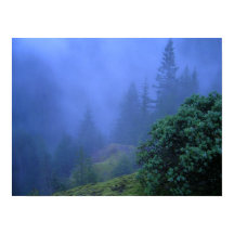 Árvores Misteriosas