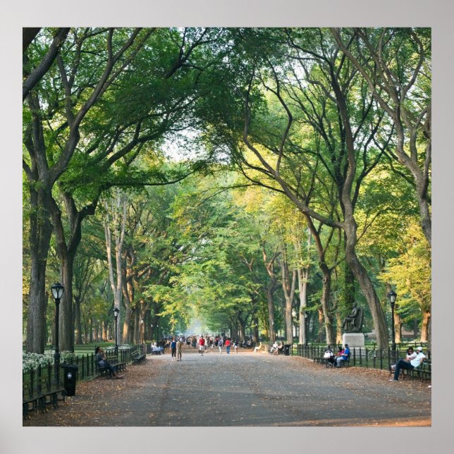 Póster Árvores na Alameda (Frente)